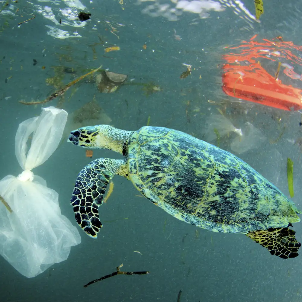 Nachhaltige Materialien - eine Schildkröte im Wasser